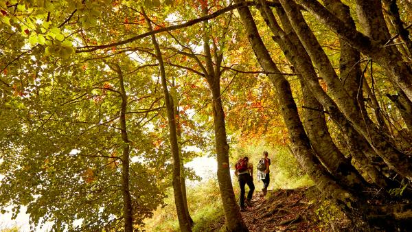 Bosque otoñal con pareja de senderistas